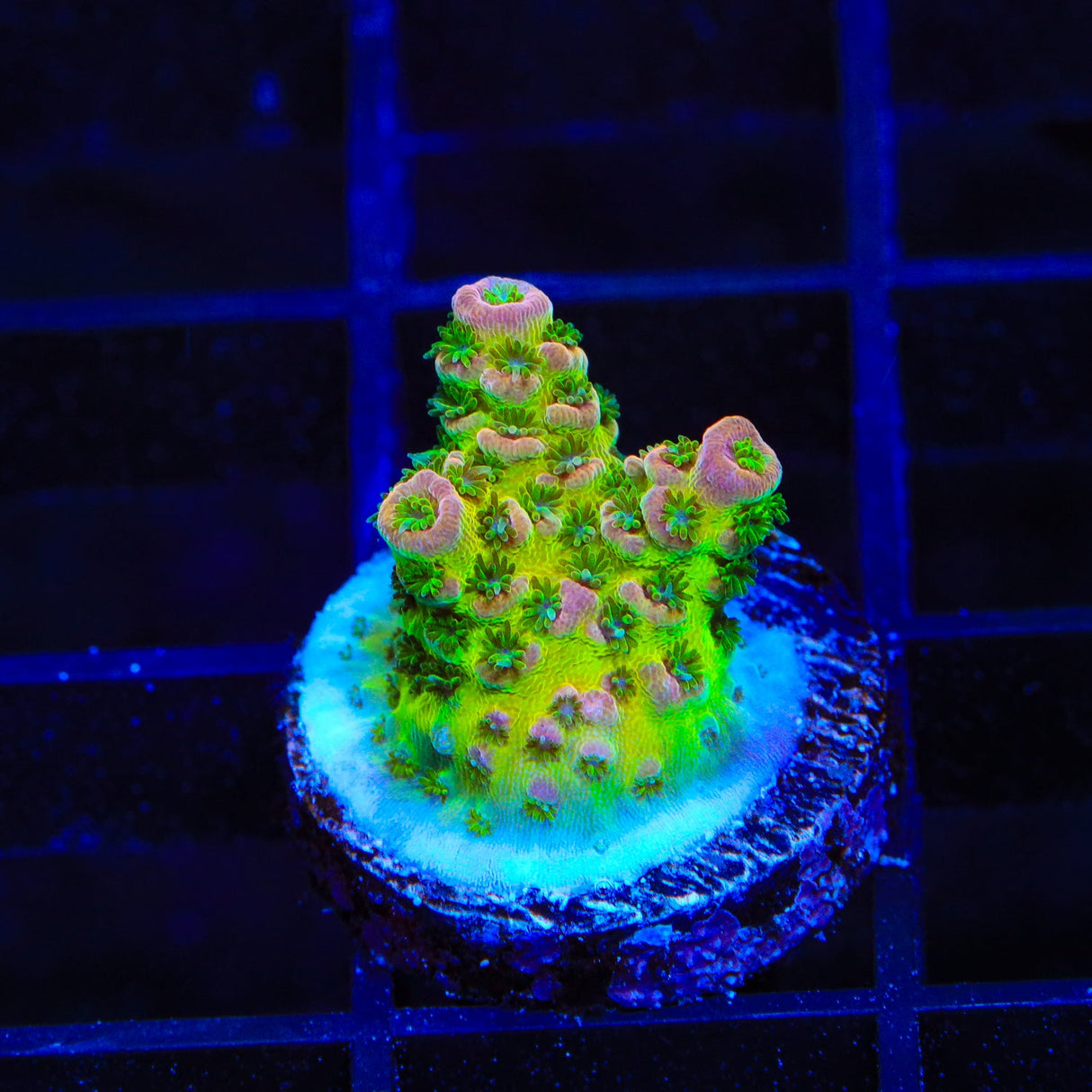 TSA Sour Tsunami Acropora Coral