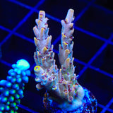 TSA Fallen Angel Acropora Coral