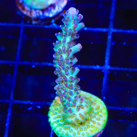 Greg Hiller's Aqua Delight Acropora Coral