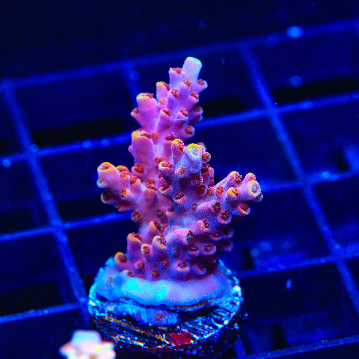 TSA Nightshade Acropora Coral