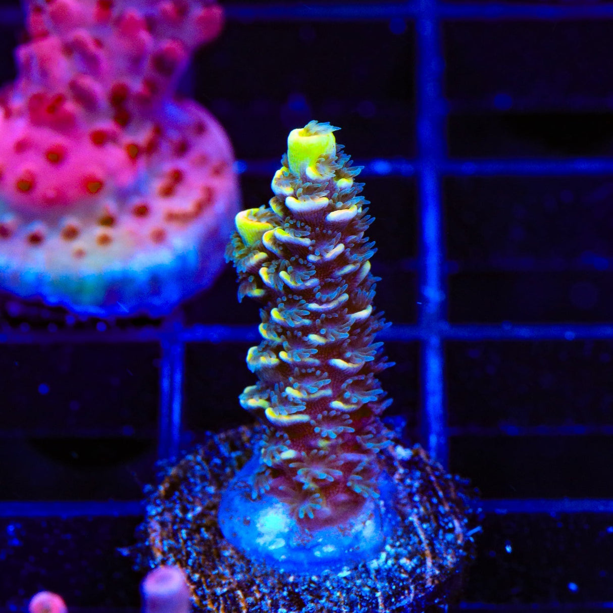 BkChem Froot Loops Acropora Coral