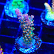 TSA Explosive Ember Acropora Coral