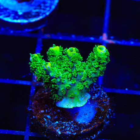 ORA Green Planet Acropora Coral - Top Shelf Aquatics