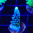 TSA Snozzberry Acropora Coral