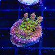 TSA Grape Ape Acropora Coral