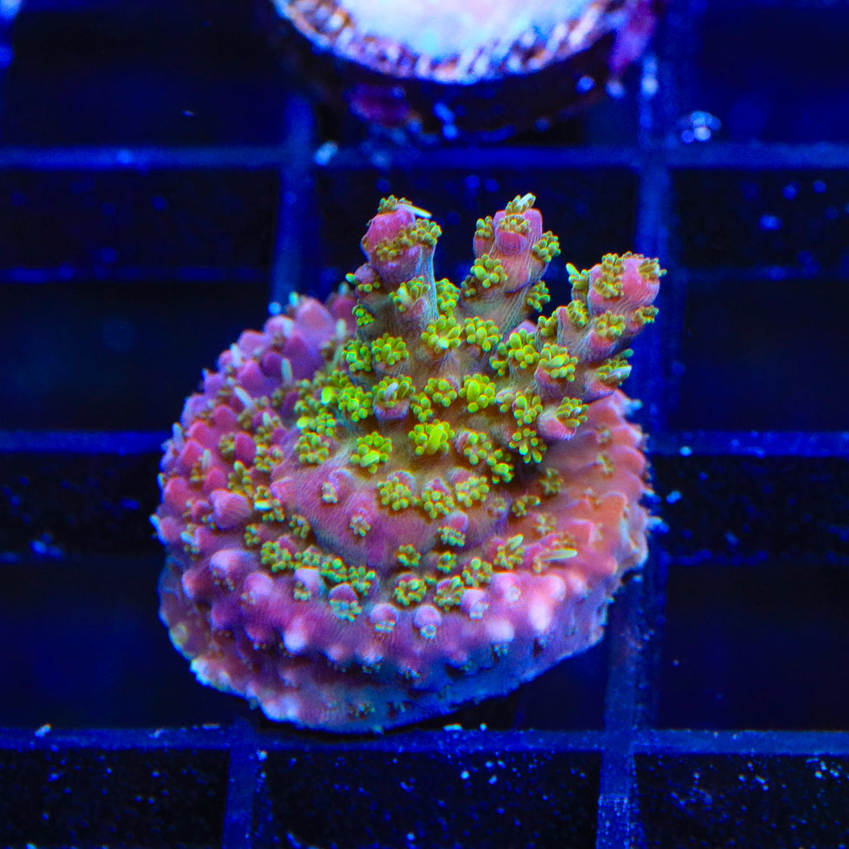 TSA Grape Ape Acropora Coral