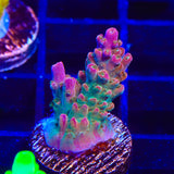 TSA Explosive Ember Acropora Coral