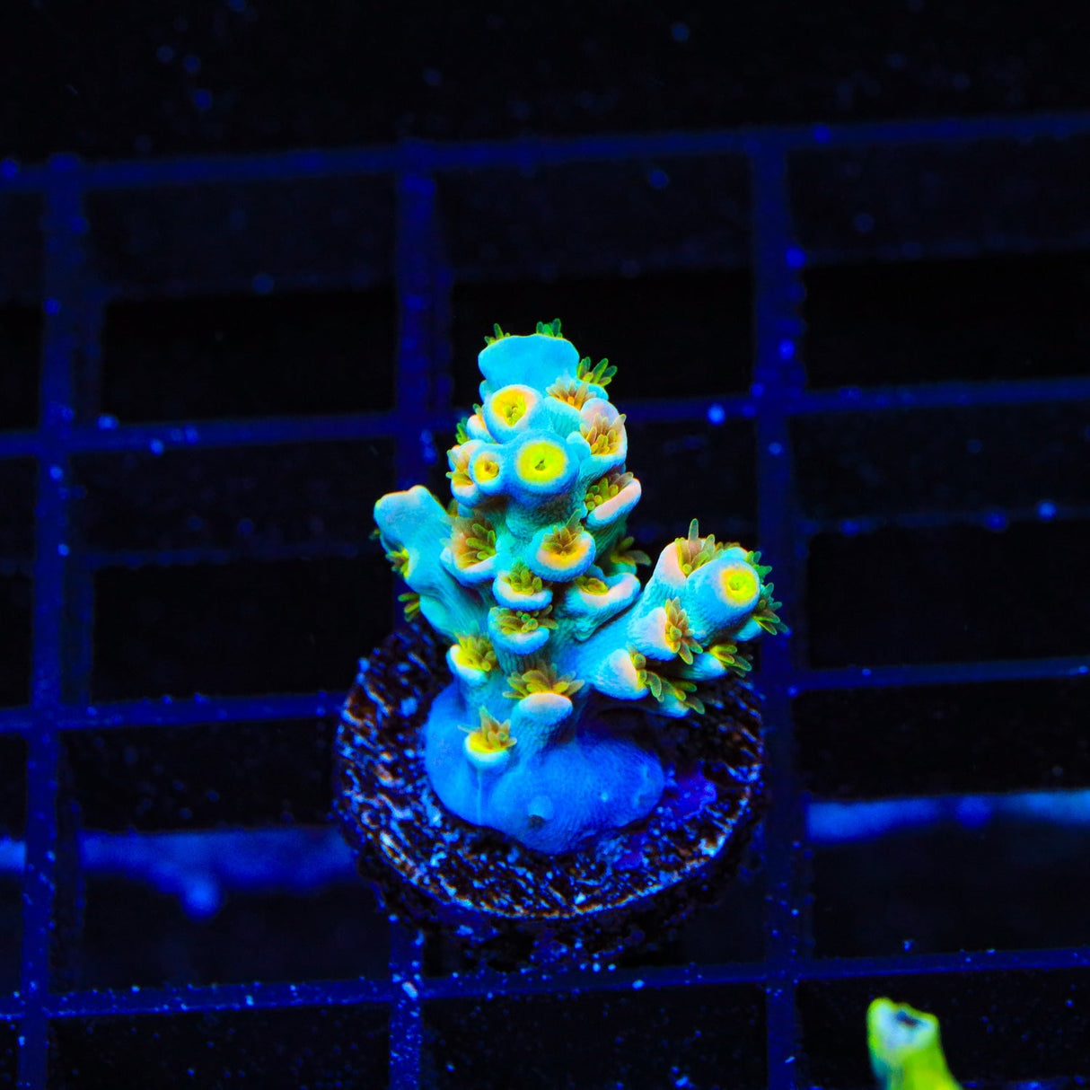 TSA Easter Sunday Speciosa Acropora Coral