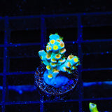 TSA Easter Sunday Speciosa Acropora Coral