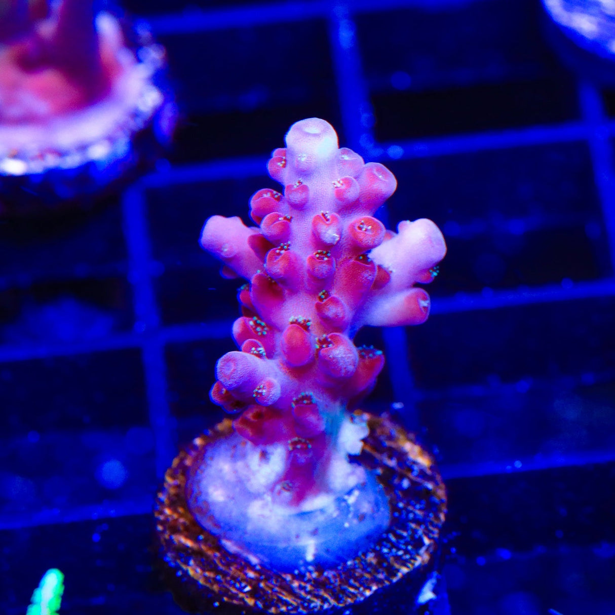 TSA Hellraiser Acropora Coral