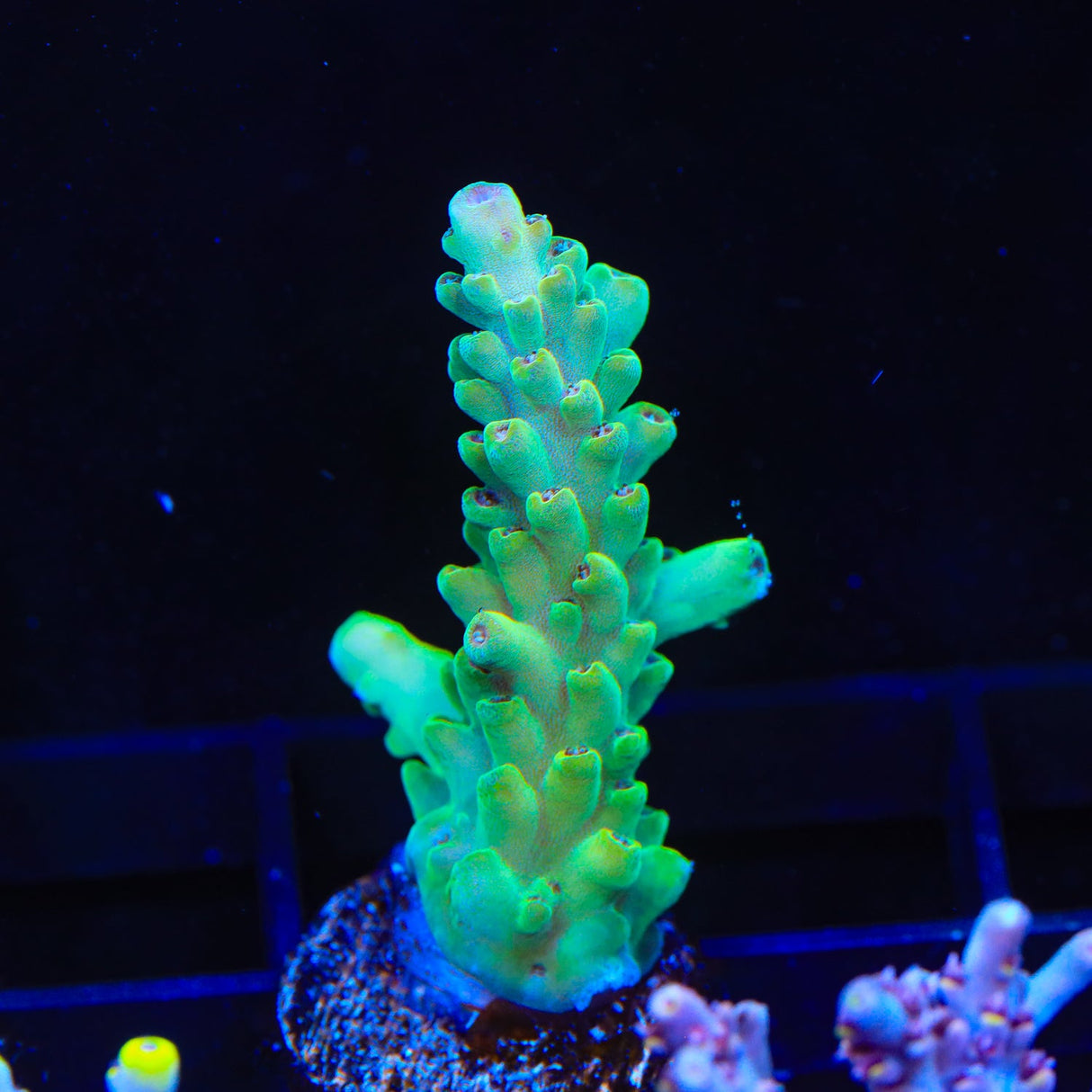 TSA Holy Diver Acropora Coral