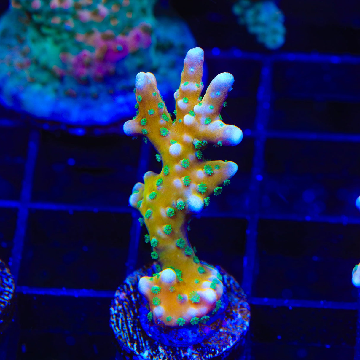 RRC Tropicana Anacropora Coral