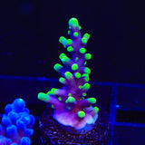 TSA The Riddler Acropora Coral