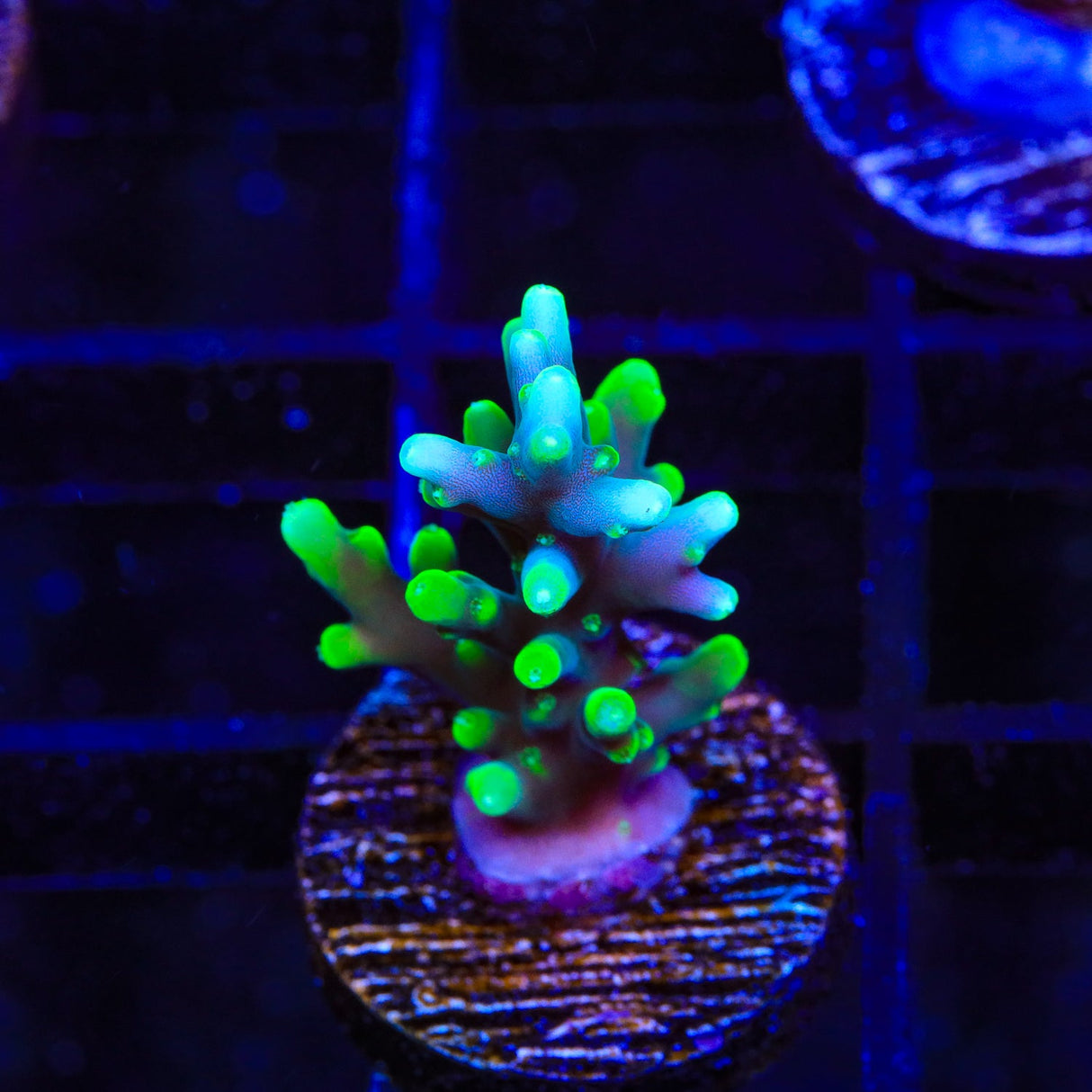 TSA Green Dragon Acropora Coral