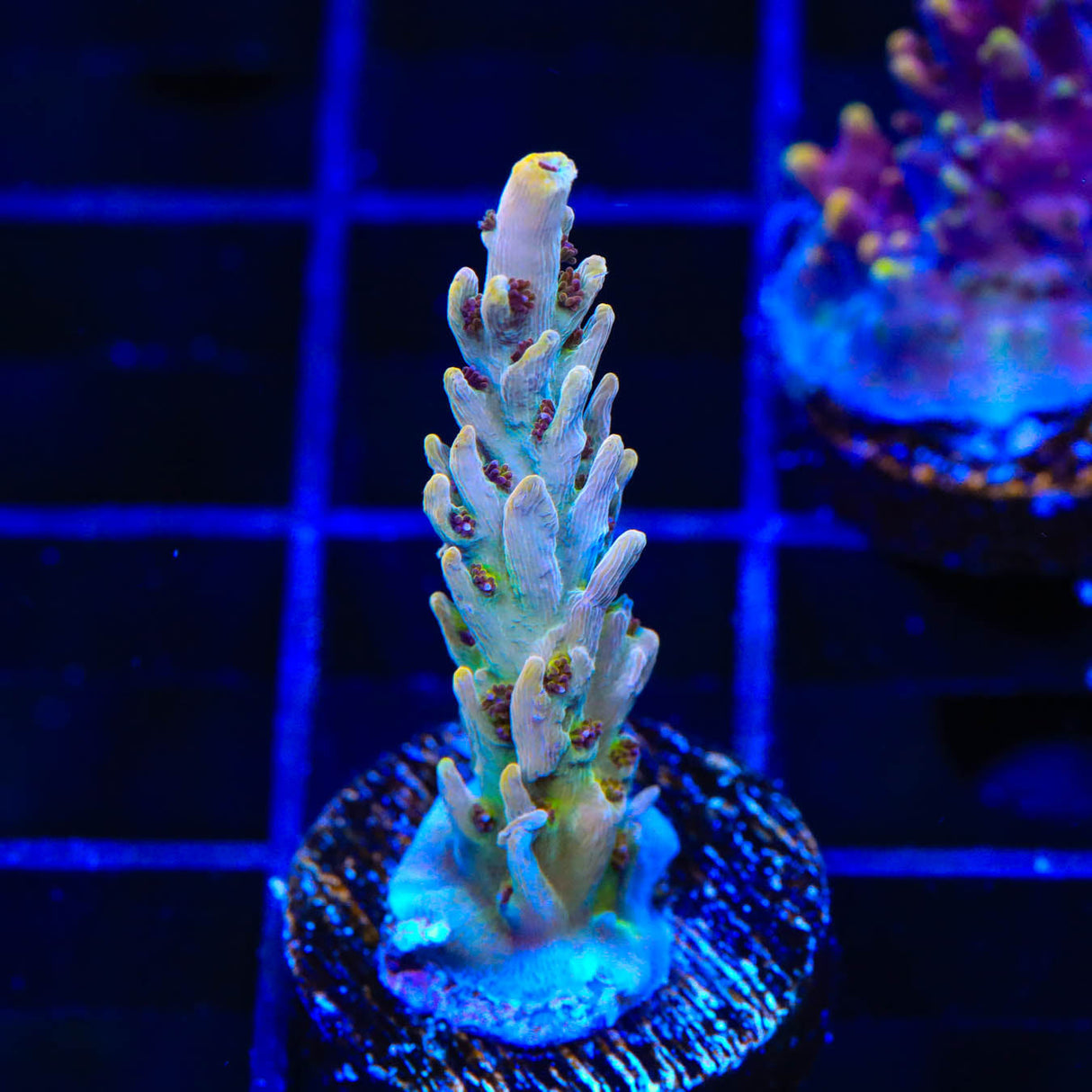 TSA Fallen Angel Acropora Coral