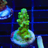 TSA Green Hornet Acropora Coral