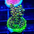 RRC Pink Cadillac Acropora Coral