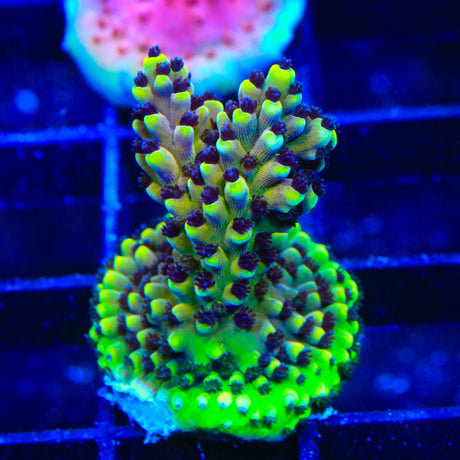 RRC Pink Cadillac Acropora Coral