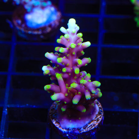 TSA Fire Dragon Acropora Coral