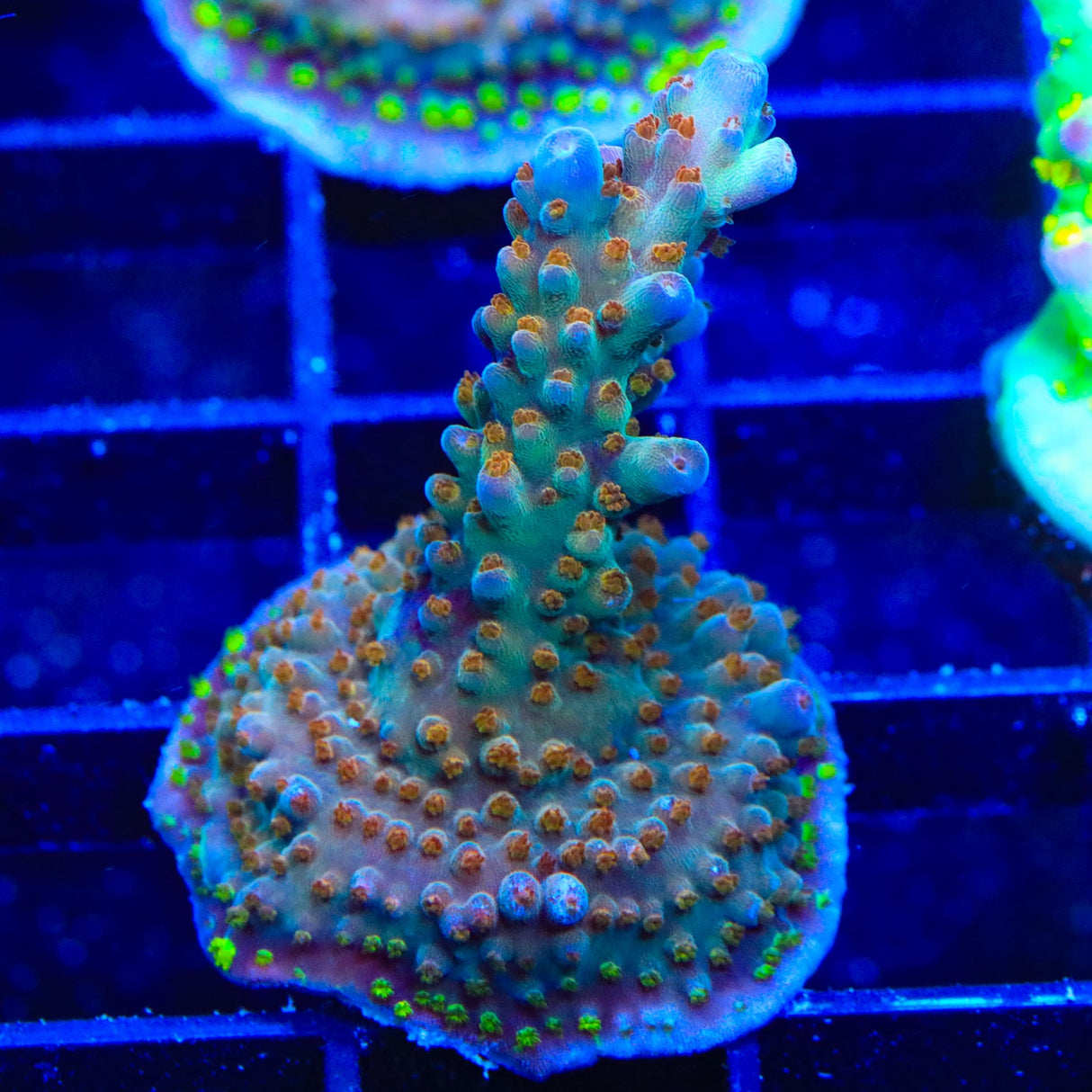 RRC Wonderland Acropora Coral