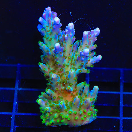 Tricolor Valida Acropora Coral