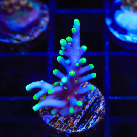 Pacman Acropora Coral