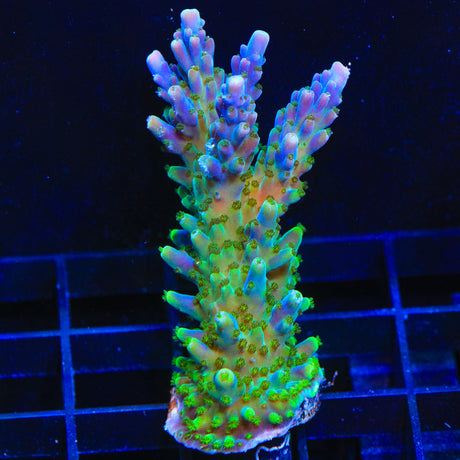 Tricolor Valida Acropora Coral