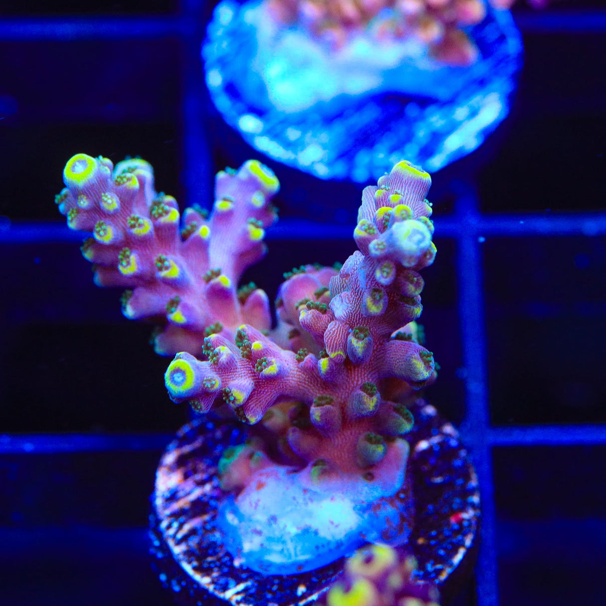 TSA Bollywood Acropora Coral