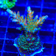 RRC Wonderland Acropora Coral Colony