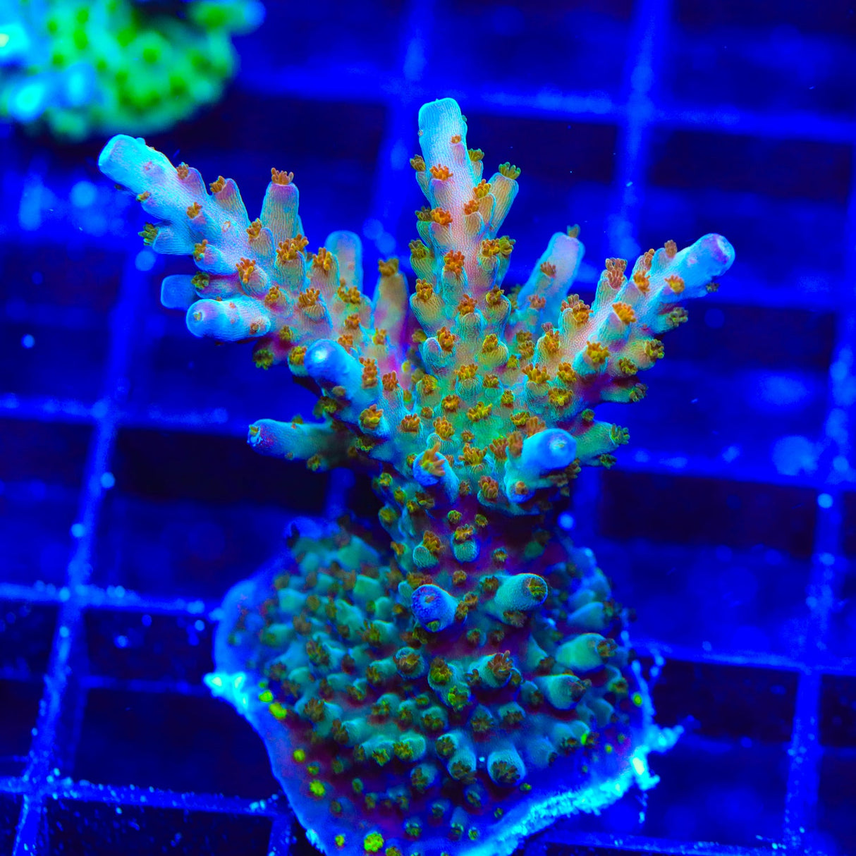 RRC Wonderland Acropora Coral Colony