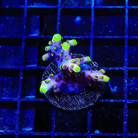 JF Fox Flame Acropora Coral