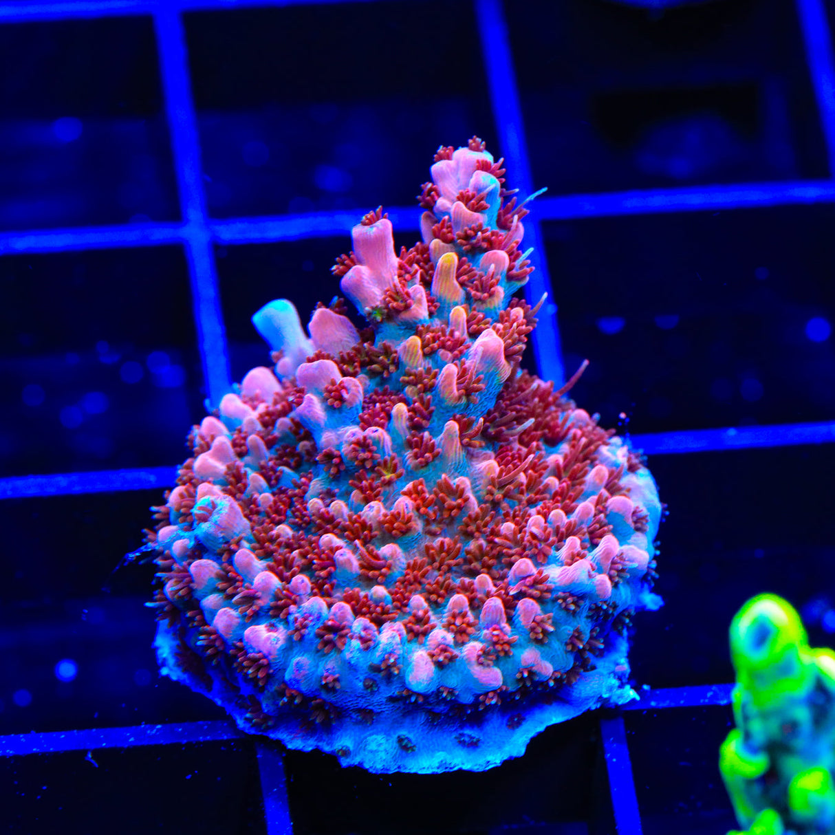 TSA Flower Bomb Acropora Coral - Top Shelf Aquatics