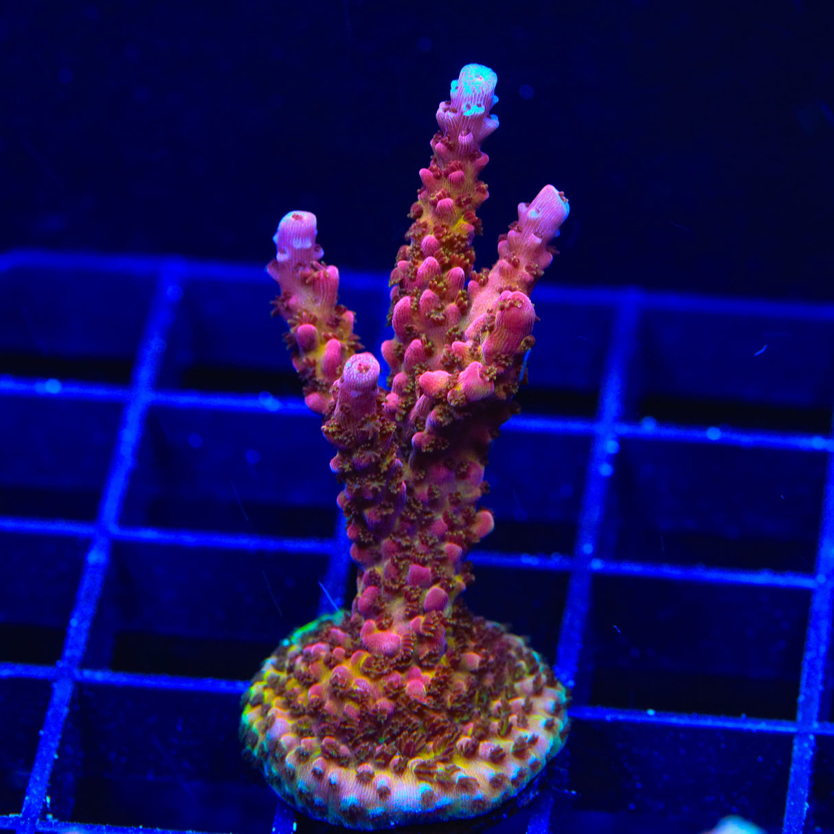 PC Rainbow Acropora Coral