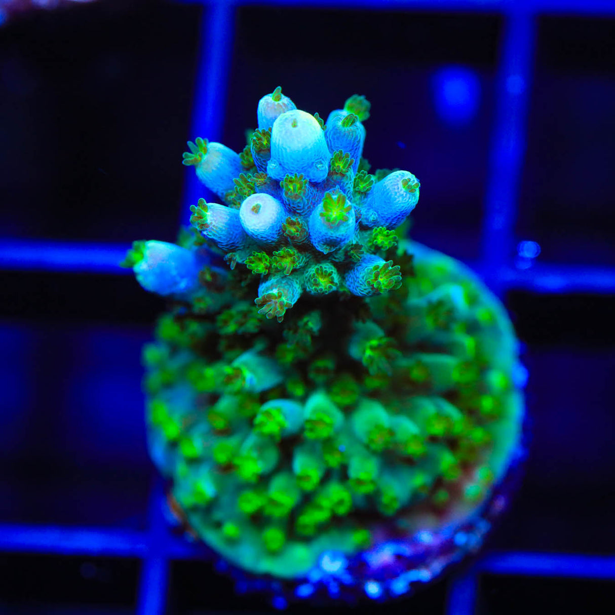 Tricolor Valida Acropora Coral