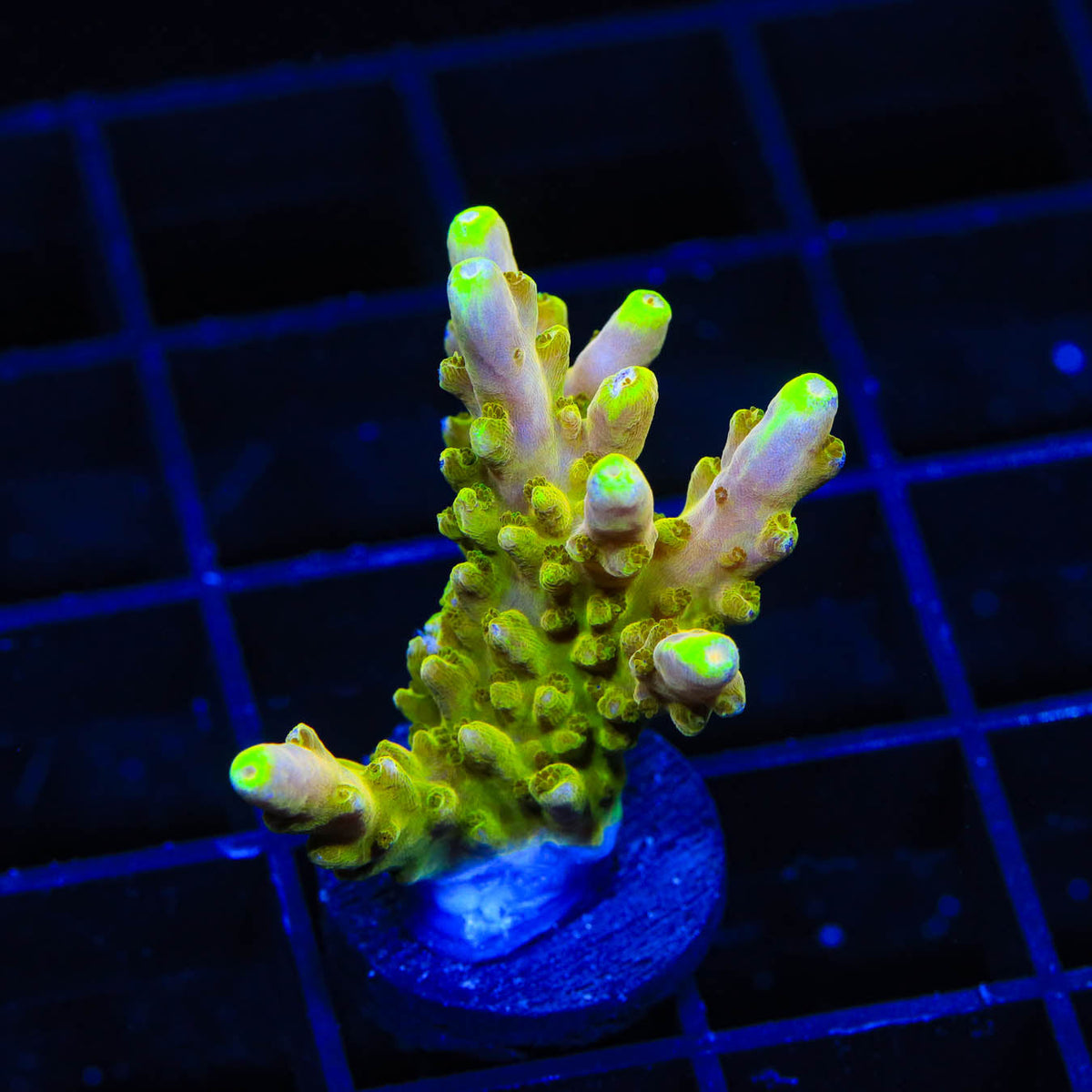 CB Golden Jawdropper XXL Acropora Coral – Top Shelf Aquatics