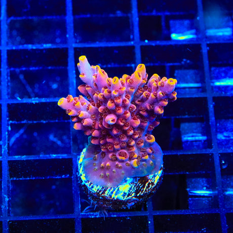 TSA Nightshade Acropora XL Frag Coral