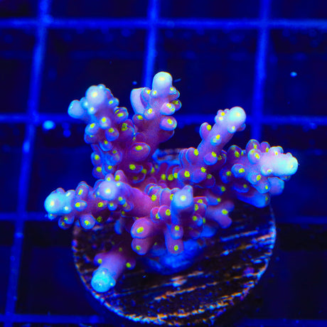 RR Firecracker Acropora Coral