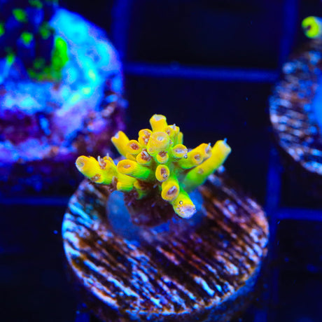 Tyree Pink Lemonade Acropora Coral