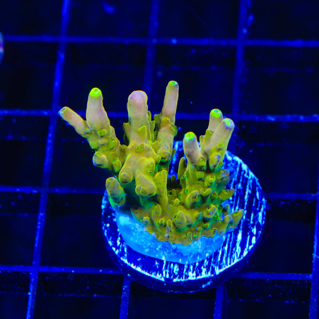 CB Golden Jawdropper Acropora Coral