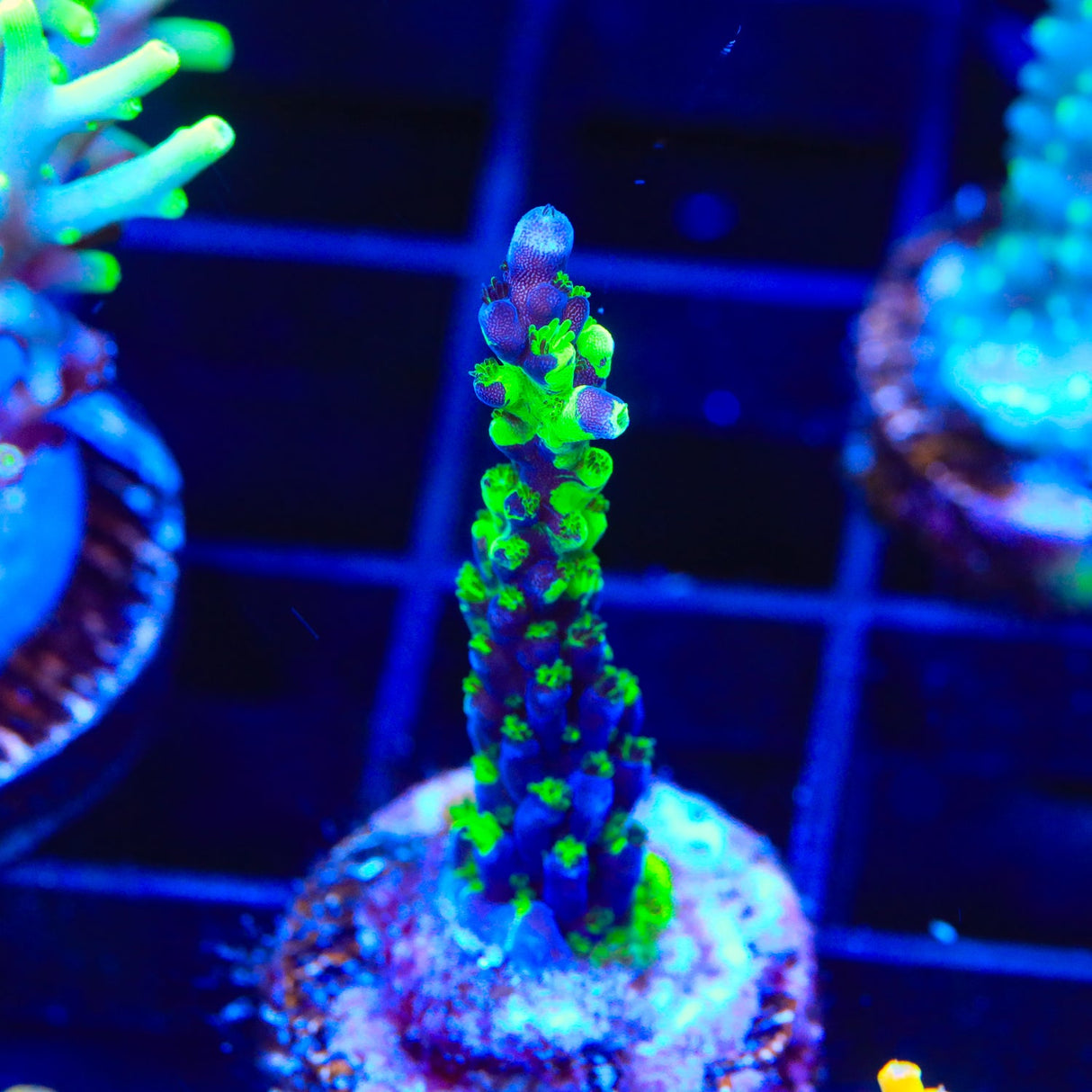 TSA Raspberry Splice Acropora Coral