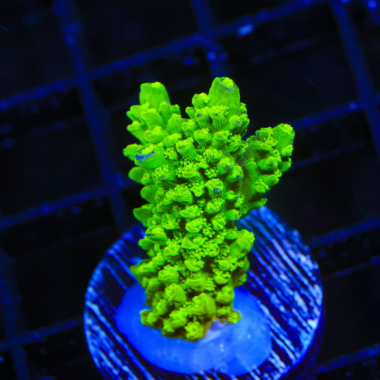 Green Slimer Acropora Coral