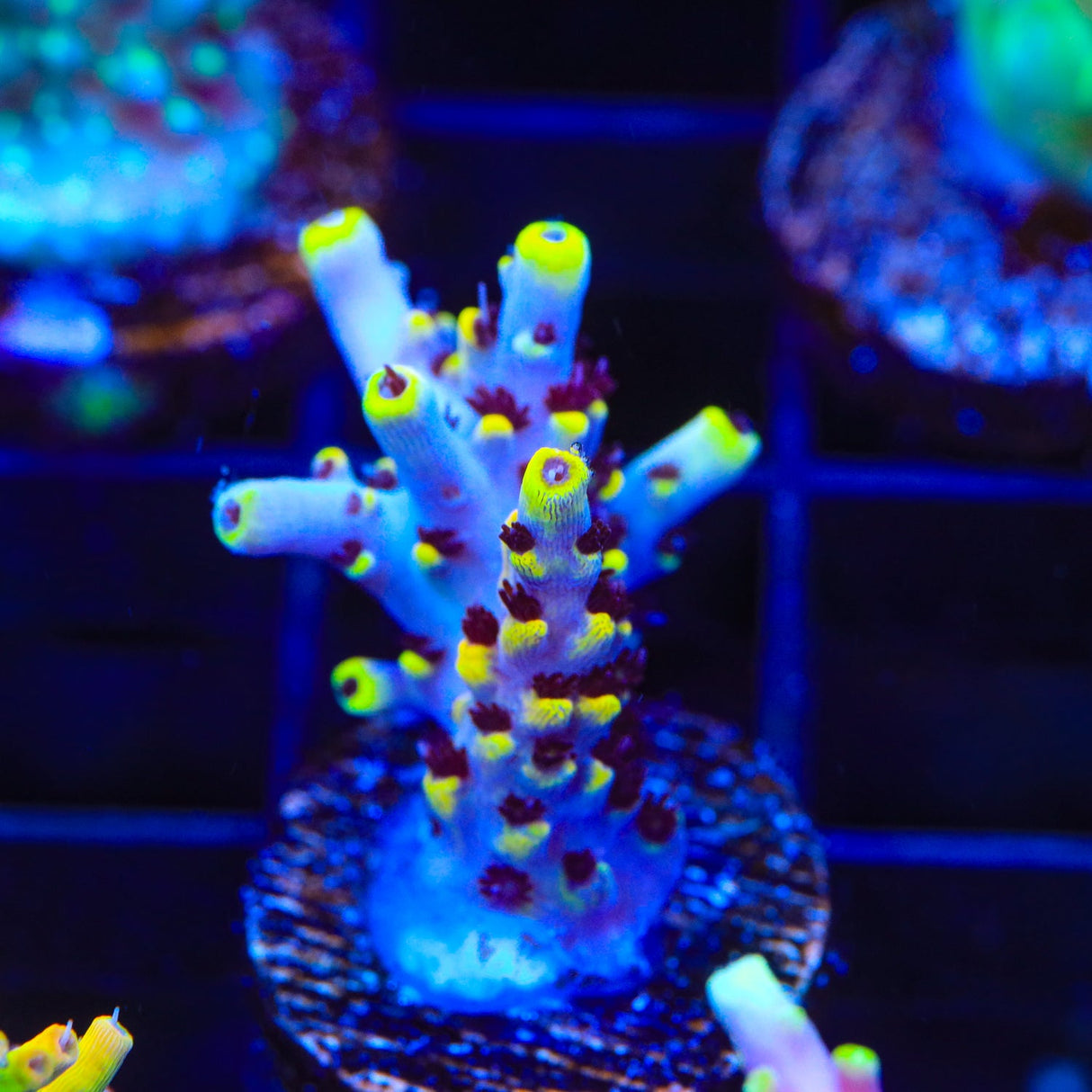 WWC Afterparty Acropora Coral