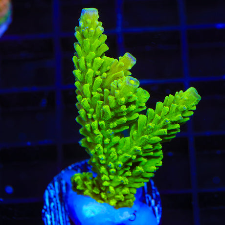 Green Slimer Acropora Coral