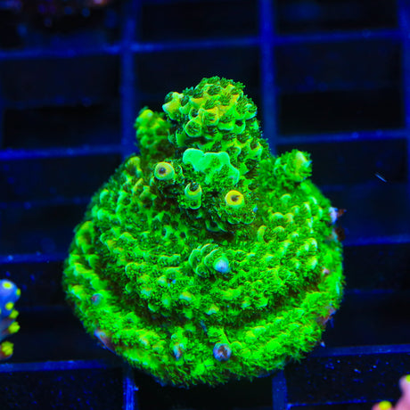 TSA Rick Moranis Acropora Coral