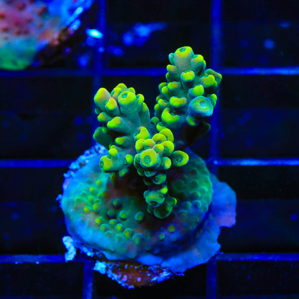 TSA Mile High Latistella Acropora Coral