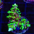 TSA Green Dragon Acropora Colony Coral