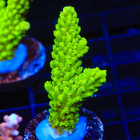 Green Slimer Acropora Coral