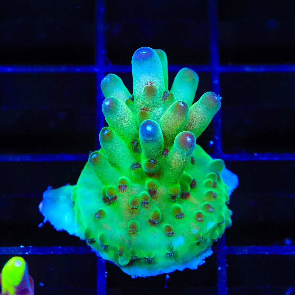 TSA Holy Diver Acropora Coral