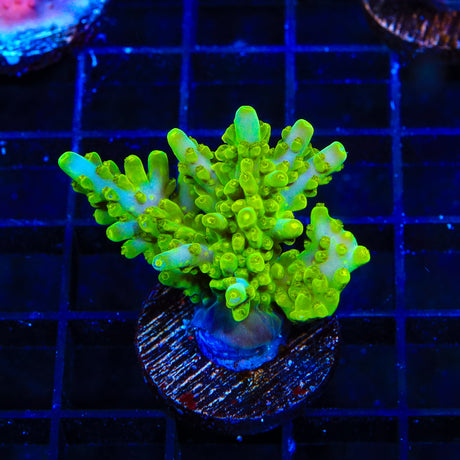 TSA Green Hornet Acropora Colony Coral