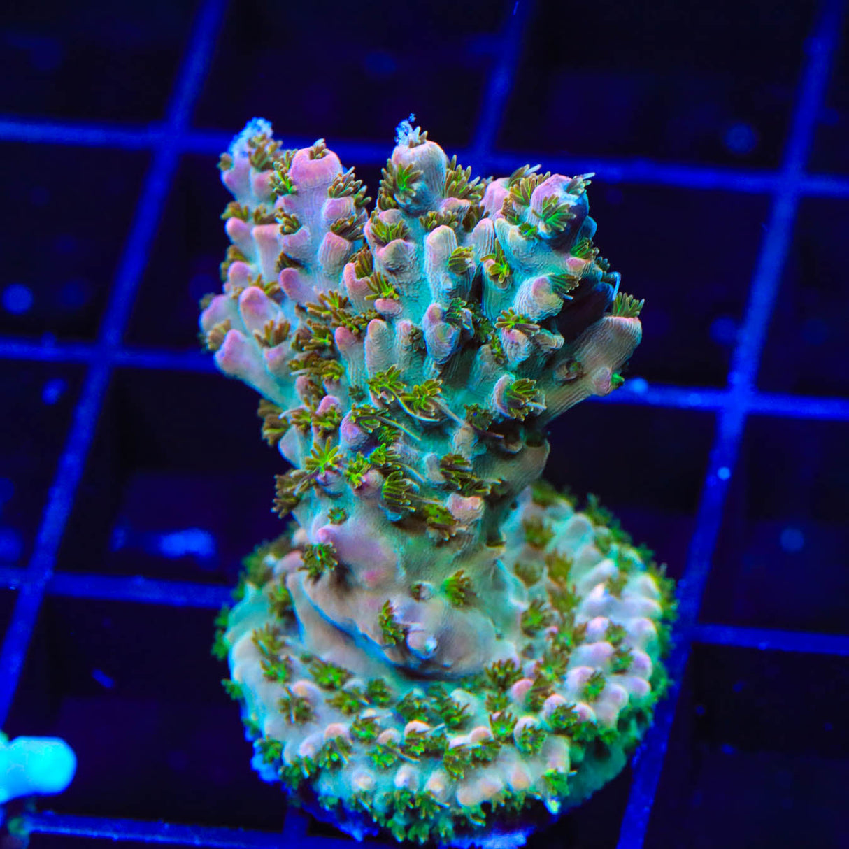 TSA Long Island Acropora Coral